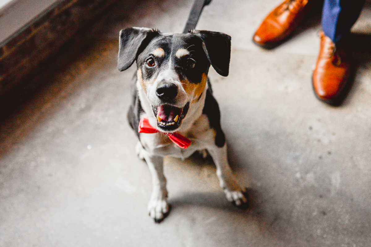 dog, portrait, bowtie, puppy, smiling