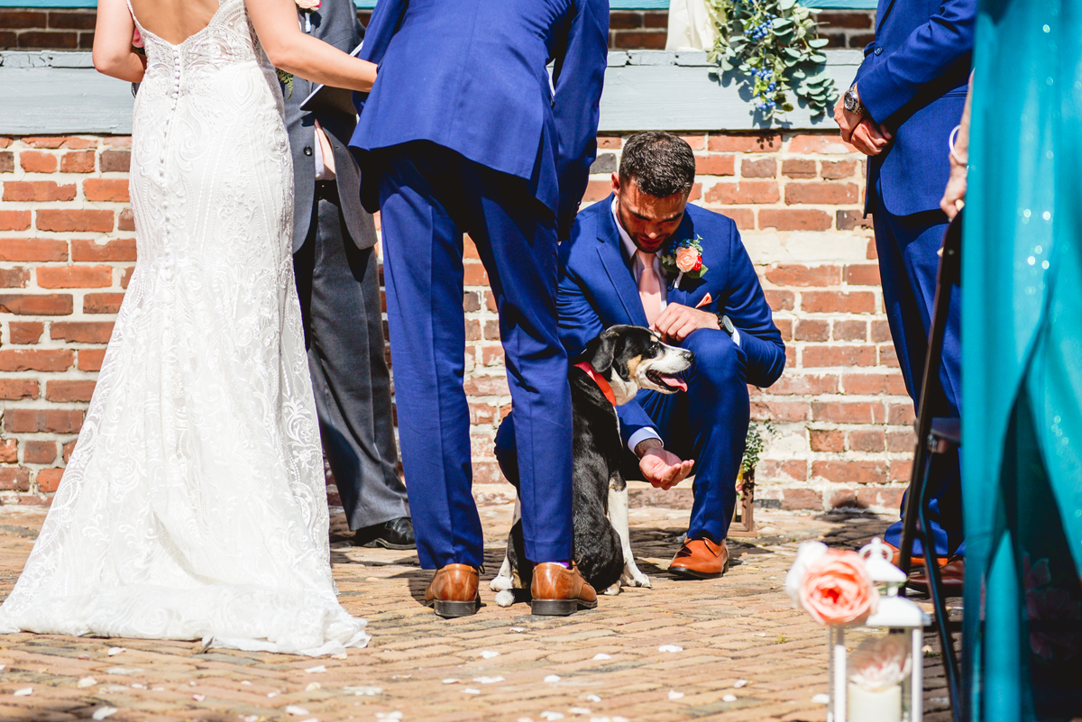 wedding, dog, groom, pet portrait