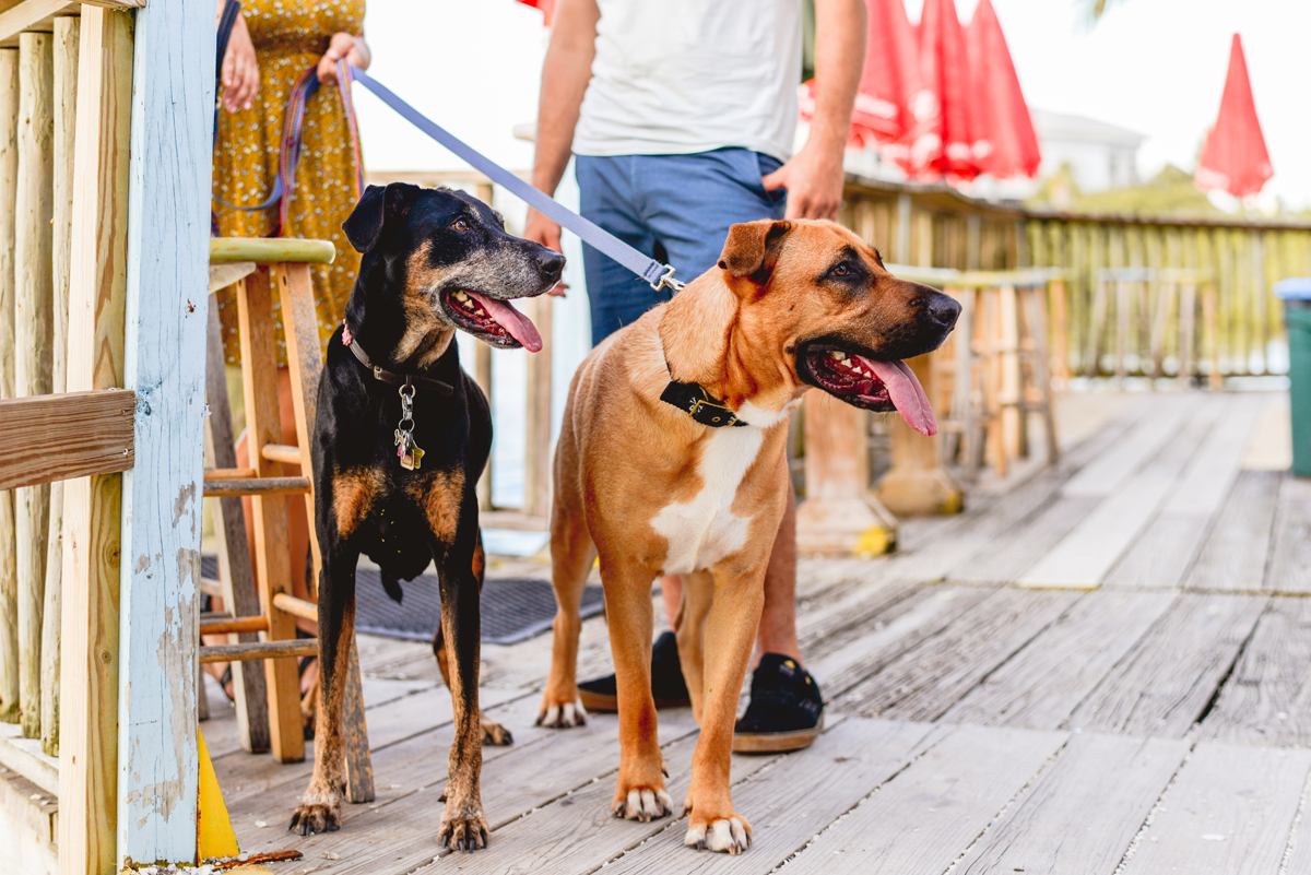 dog, portrait, rescues, puppy, beach bar