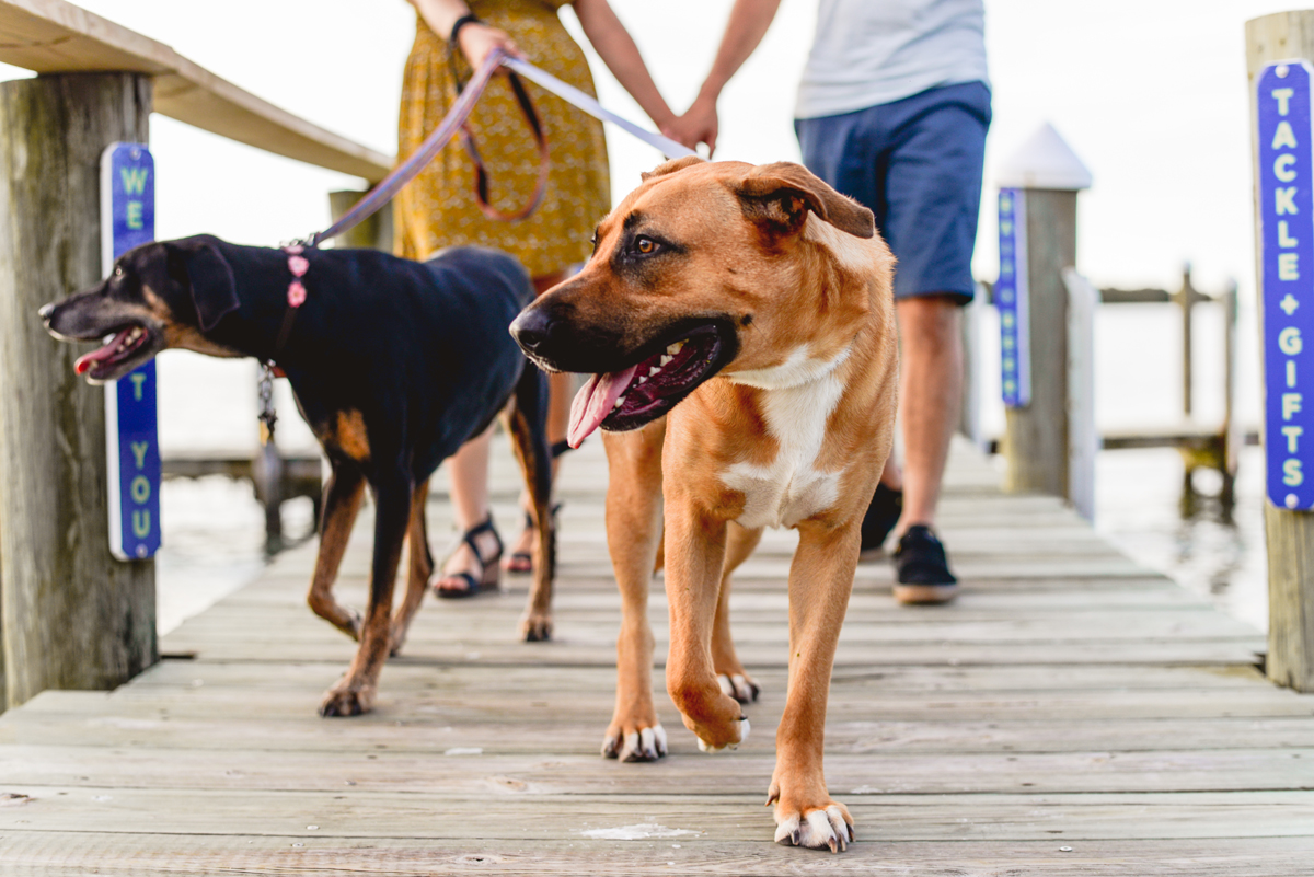 dogs, walking, boardwalk, beach, water