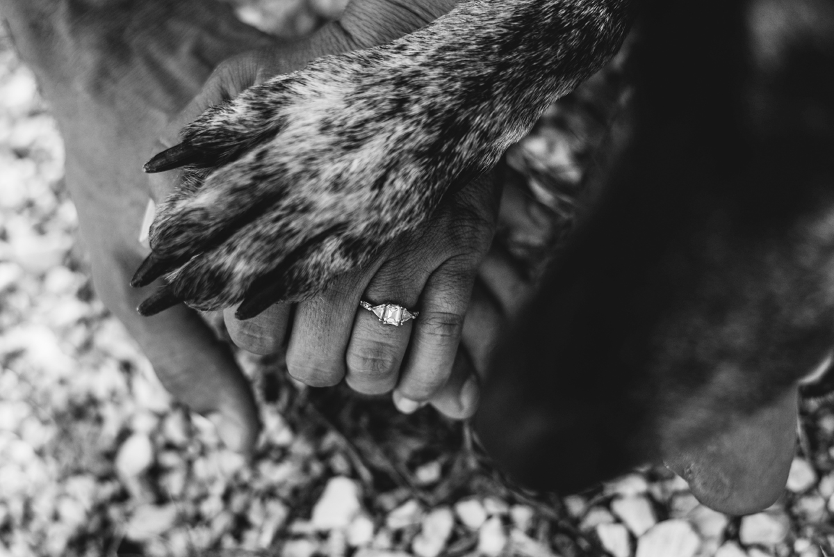 black and white, engaged, diamond ring, dog, paw