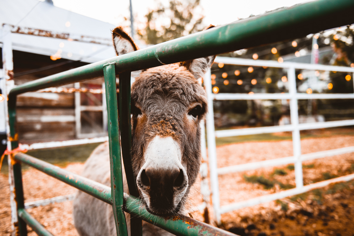 YA YA Farm & Orchard Wedding