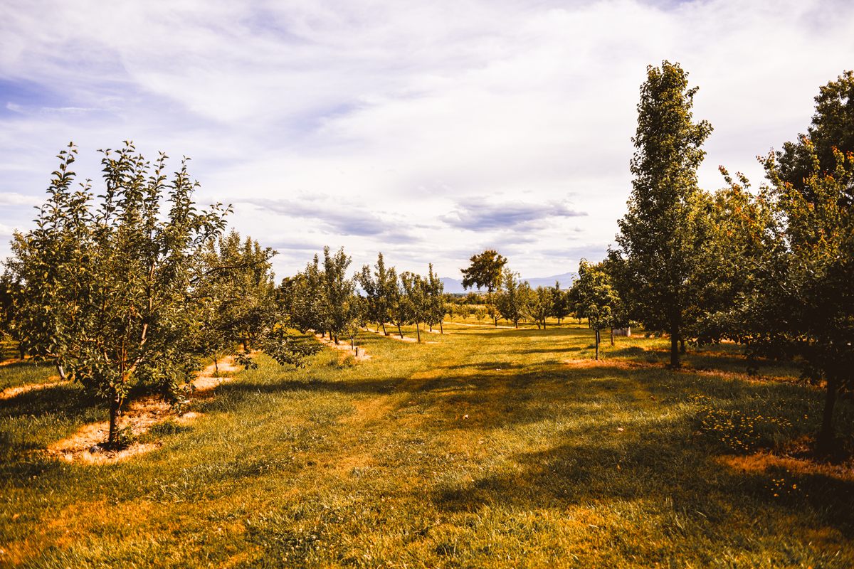 YA YA Farm & Orchard Wedding